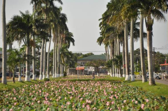Avenida principal de Nickerie, com palmeiras e muitas flores de Lotus (Suriname)